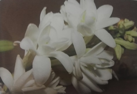  پیاز آن مدر و قی آور