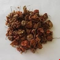 کاکنج (عروسک پشت پرده )
