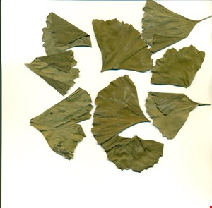 جینکوبیلوبا