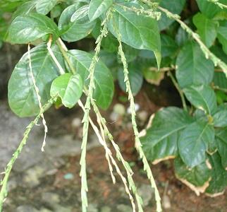 بسته 100 گرمی 