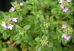 کرم آویشن