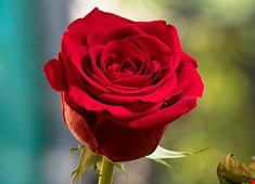 کرم شب