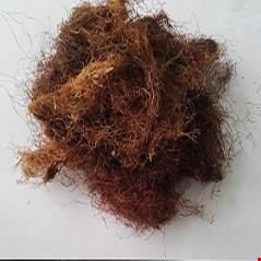 کاکل ذرت