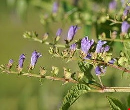 قاشقک ( براهمی ) 