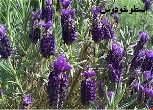 کنار