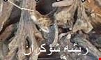 ریشه شوکران 
