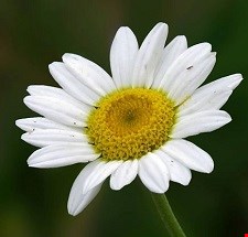کند نای کوهی 