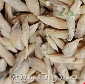زراوند طویل
