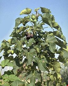 جاتروفا(jatropha)