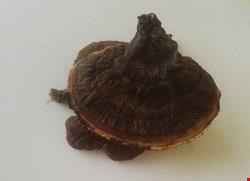 قارچ گانودرما 