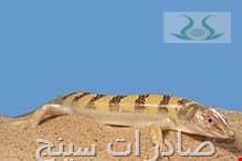 ماهی سمنقور 
