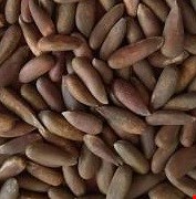 چلغوزه