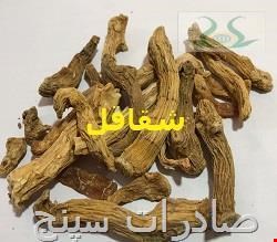 شقاقل مصری 