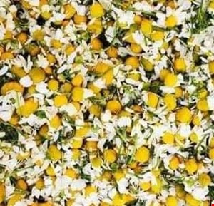 بابونه شیرازی