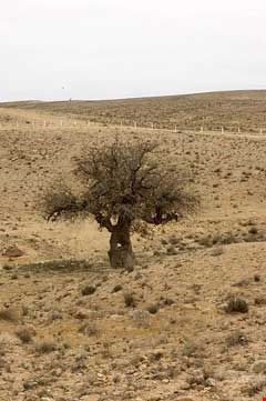 بنه