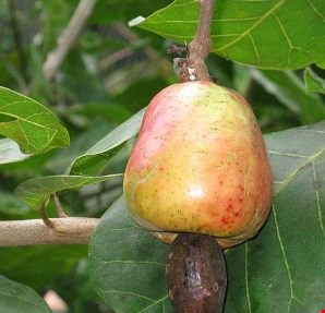 قرص کمر