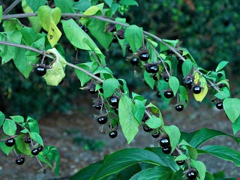 شابیزک