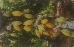 بسته بندی به درخواست مشتری