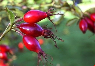 میوه گلسرخ وحشی