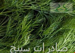 شوید 