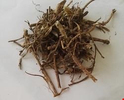 ریشه گزنه
