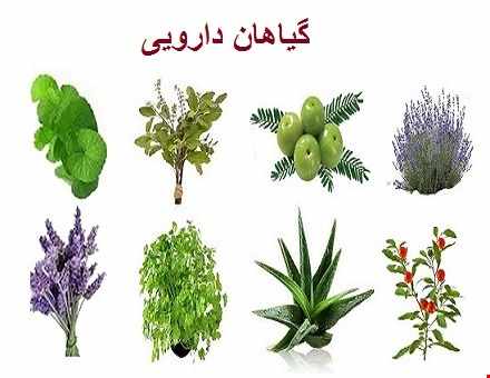 گیاهان دارویی 